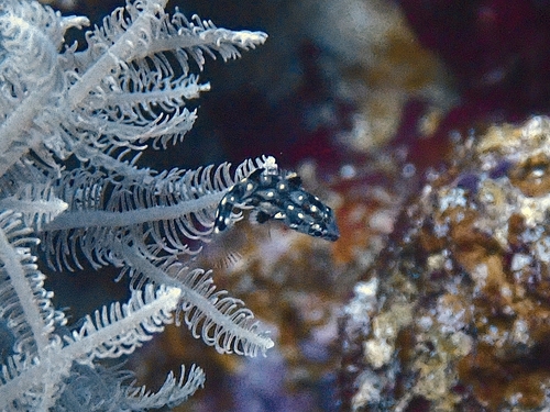 Photo of Diana's hogfish (Bodianus diana)