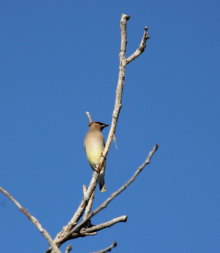 iNaturalist observation photo of Cedar Waxwing