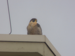 Falco peregrinus