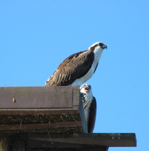 iNaturalist observation photo of Osprey
