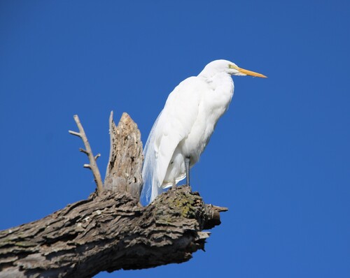 iNaturalist observation photo of Great Egret