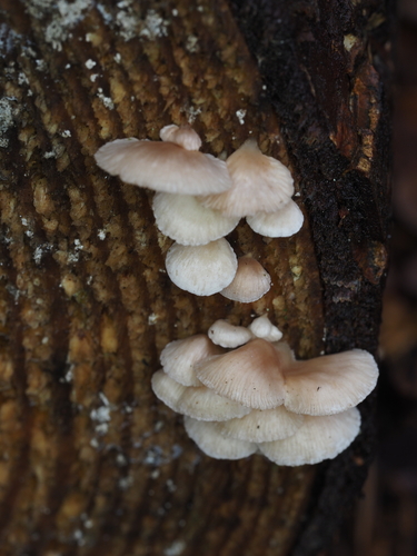 Milder Muschelseitling