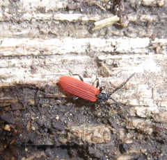 Pyropterus nigroruber