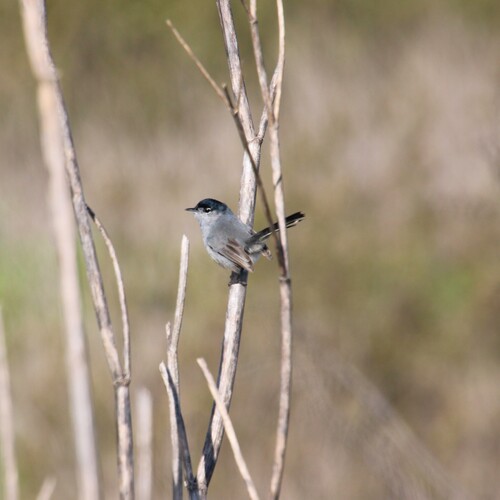iNaturalist observation photo of California Gnatcatcher
