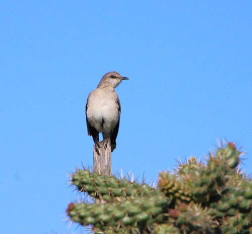 iNaturalist observation photo of Northern Mockingbird