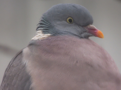 Columba palumbus