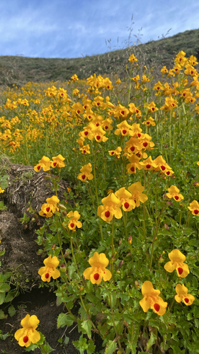Erythranthe lutea, photograph 5