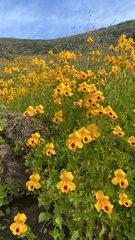 Erythranthe lutea, photograph (c) Sebastián Saiter V., some rights reserved (CC BY)