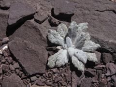 Saussurea gnaphalodes