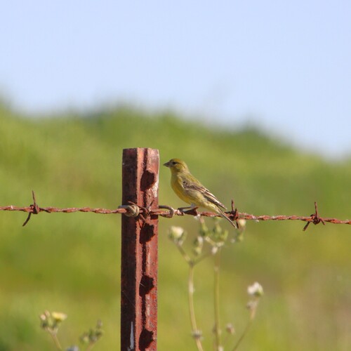 iNaturalist observation photo of Lesser Goldfinch