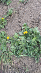 Calceolaria filicaulis, photograph (c) Sebastián Saiter V., some rights reserved (CC BY)