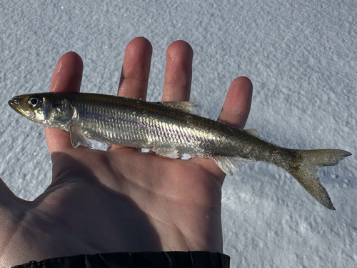 American smelt (Osmerus mordax) — Osmeridae — 2