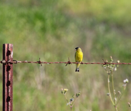 iNaturalist observation photo of Lesser Goldfinch