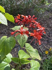 Clerodendrum speciosissimum