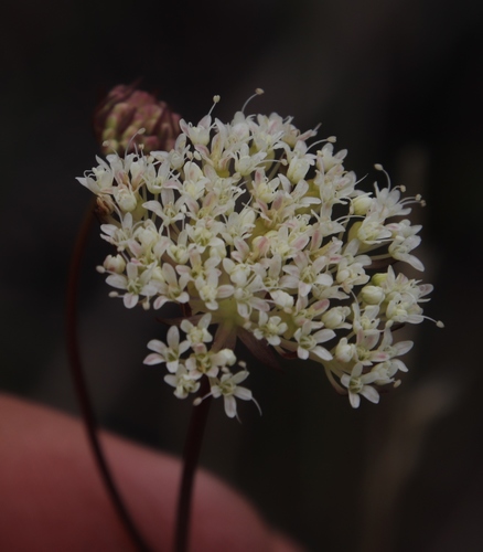 Image of Hermas quercifolia by (c) Tony Rebelo, some rights reserved (CC BY-SA)