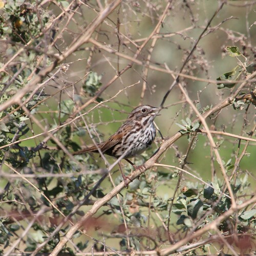 iNaturalist observation photo of Song Sparrow