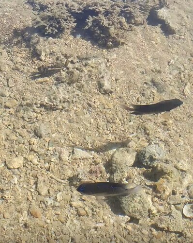Stegastes fuscus