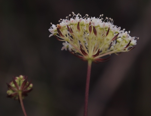Image of Hermas quercifolia by (c) Tony Rebelo, some rights reserved (CC BY-SA)