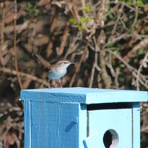 iNaturalist observation photo of Bewick's Wren