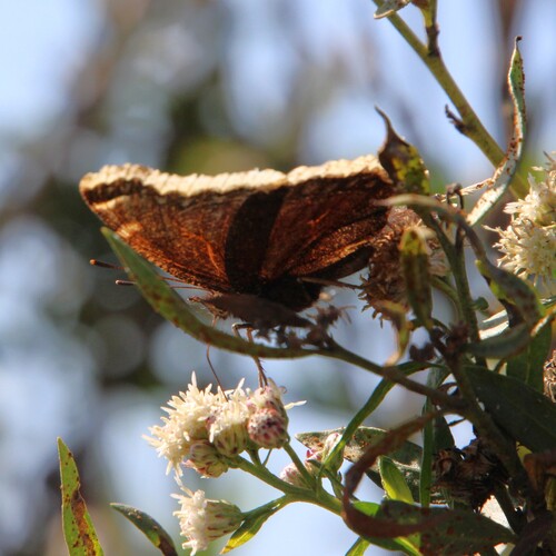 iNaturalist observation photo of Mourning Cloak