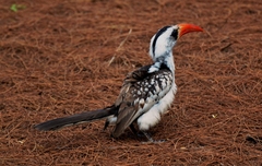 Western Red-Billed Hornbill