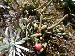 Ephedra rupestris