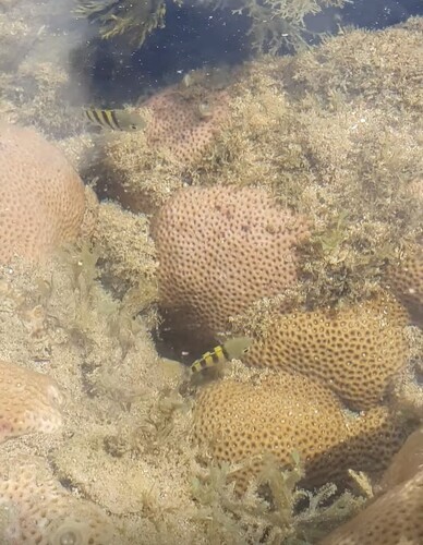 Abudefduf saxatilis