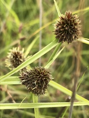 Cyperus teneristolon