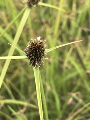Cyperus teneristolon