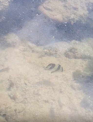 Chaetodon striatus