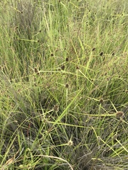 Cyperus teneristolon
