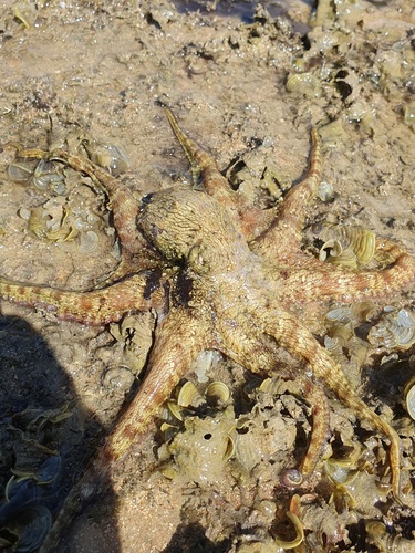 Octopus insularis