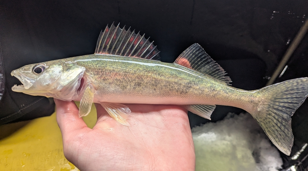Walleye