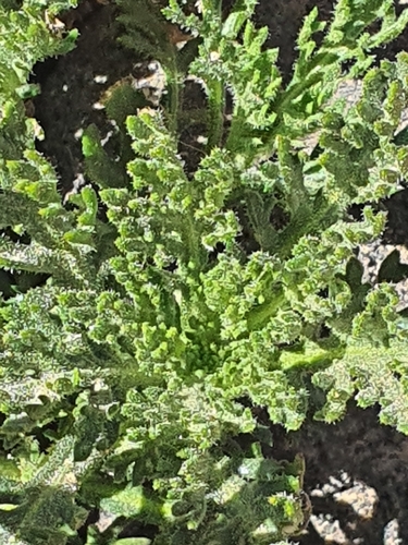 Tenerife Daisy (Argyranthemum tenerifae)
