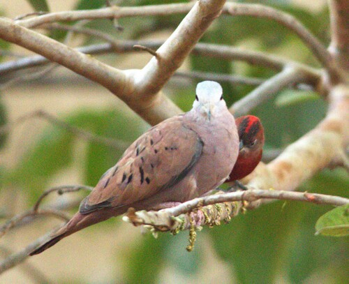 Ruddy Ground Dove