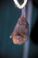 Pteropus niger