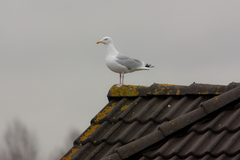 Larus argentatus