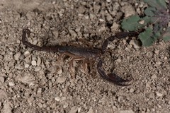 Nebo hierichonticus