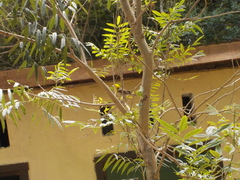 Ploceus sakalava