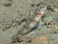 Thinbar Shrimpgoby photo 5
