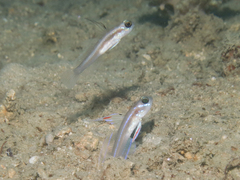 Larson's Shrimpgoby photo 1