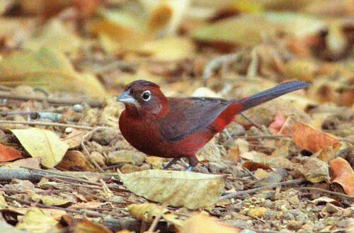 Red-crested Finch