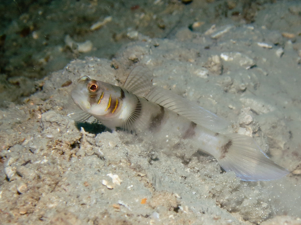 Beautiful-Cheek Shrimpgoby