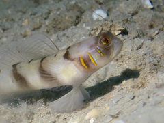 Beautiful-Cheek Shrimpgoby photo 2