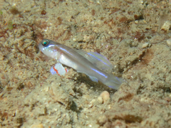 Larson's Shrimpgoby photo 2