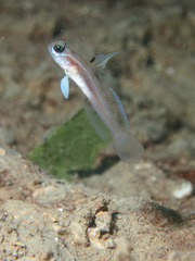 Larson's Shrimpgoby photo 3