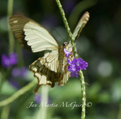 Papilio dardanus meseres