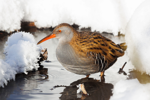 Rascón europeo (Rallus aquaticus)