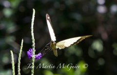 Papilio dardanus meseres
