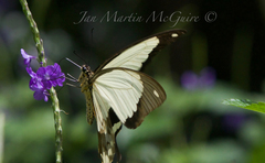 Papilio dardanus meseres